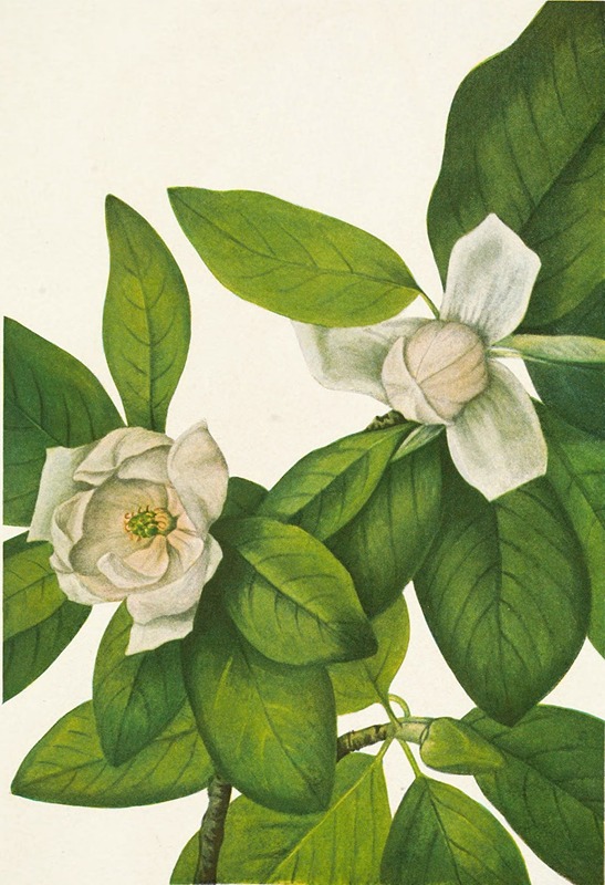 Mary Vaux Walcott - Sweetbay. Magnolia virginiana