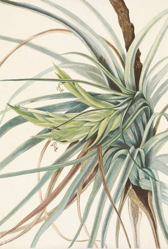 Mary Vaux Walcott - Tillandsia. Tillandsia fasciculata