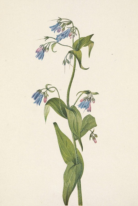 Mary Vaux Walcott - Western Bluebells. Mertensia paniculata