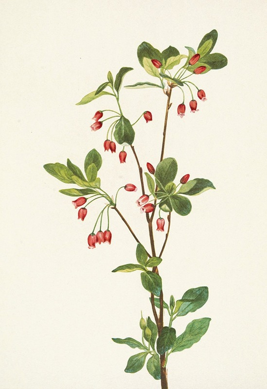 Mary Vaux Walcott - Western Menziesia. Mendesia glabella
