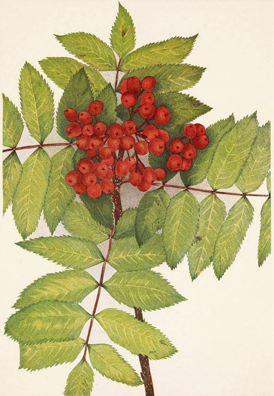 Mary Vaux Walcott - Western Mountain-ash. Sorbus sambucifolia