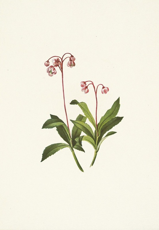 Mary Vaux Walcott - Western Pipsissewa. Chimaphila umbellata var. occidentalis