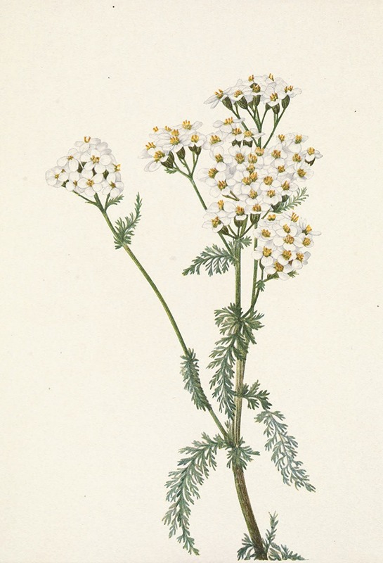 Mary Vaux Walcott - Western Yarrow. Achillea lanulosa