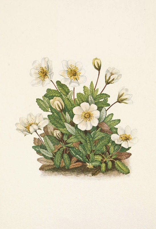 Mary Vaux Walcott - White Dryad (flower). Dryas octopetala