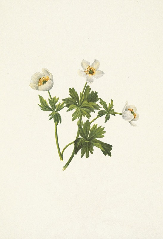 Mary Vaux Walcott - White Globeflower. Trollius albiflorus