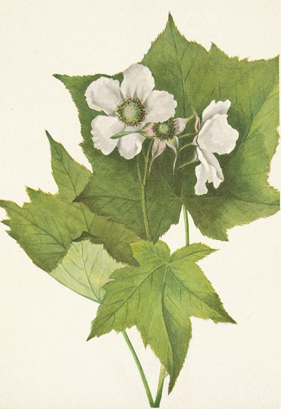 Mary Vaux Walcott - Whiteflowering Raspberry. Rubus parviflorus