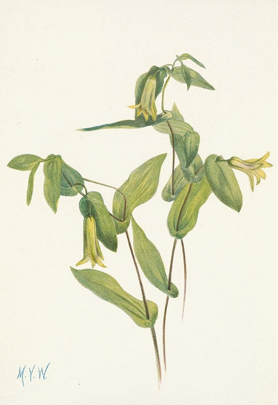 Mary Vaux Walcott - Wood Merrybells. Uvularia perfoliata
