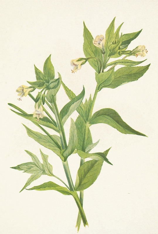 Mary Vaux Walcott - Yellow Willow-weed. Epilobium lutem