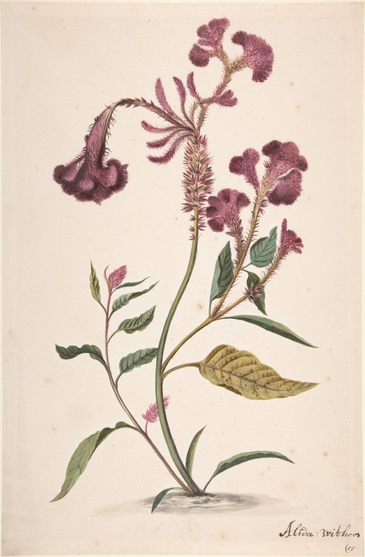 Alida Withoos - Study of a Hanekam (Celosia argentea)