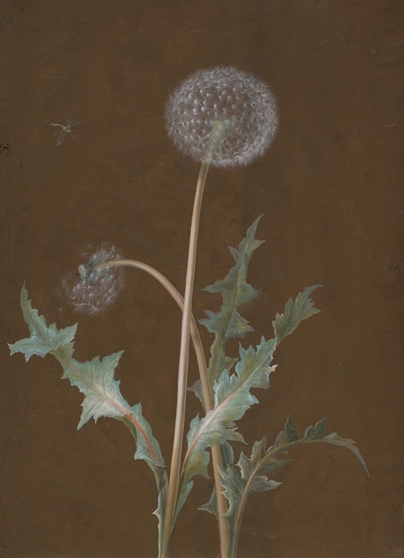 Barbara Regina Dietzsch - Dandelion