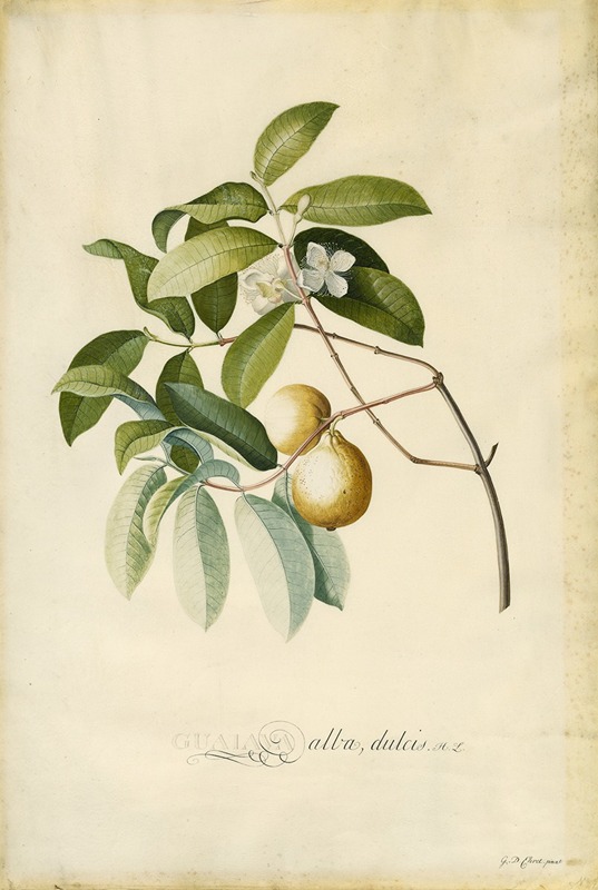 Georg Dionysius Ehret - Guava