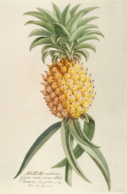 Georg Dionysius Ehret - Ananas