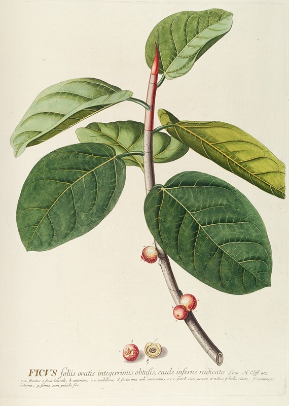Georg Dionysius Ehret - Ficus