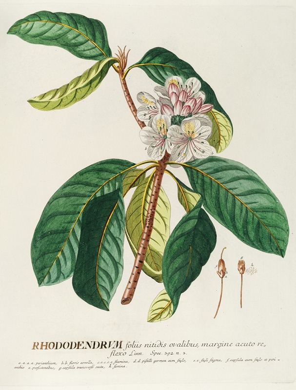 Georg Dionysius Ehret - Rhododendrum