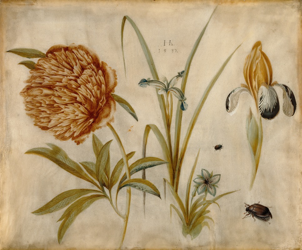 Hans Hoffmann - Flowers and Beetles
