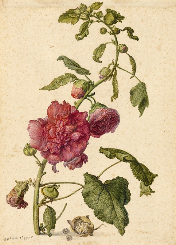 Herman Saftleven - A Hollyhock