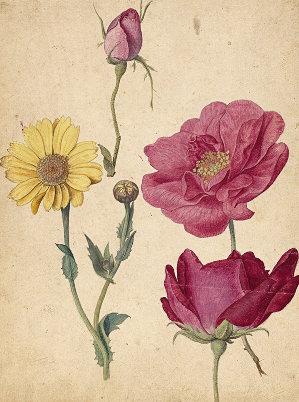 Jacques Le Moyne de Morgues - A Sheet of Studies with French Roses and an Oxeye Daisy