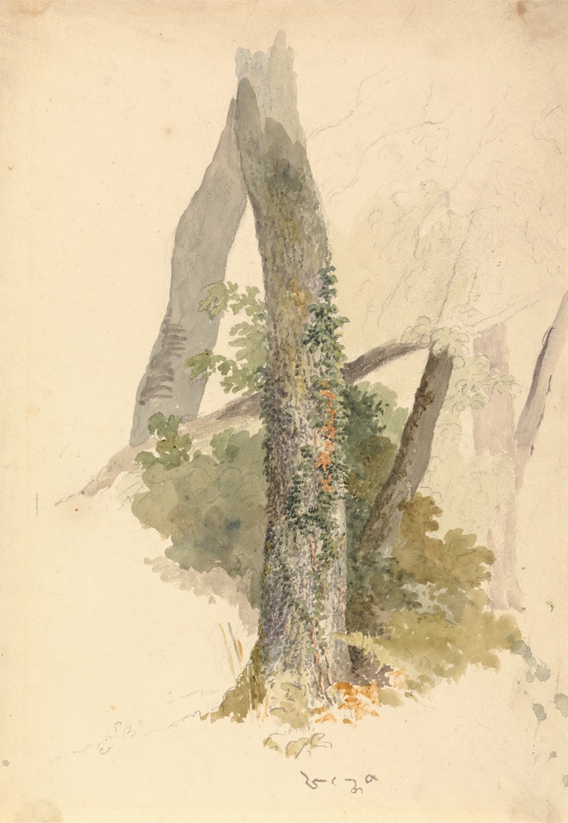 Robert Hills - Tree Study with Ivy Clinging to Stump