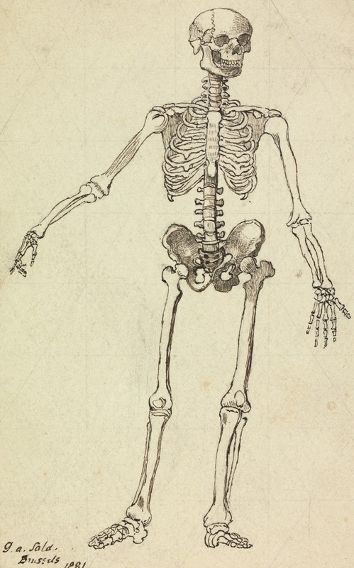 George Augustus Sala - Drawing of a Skeleton