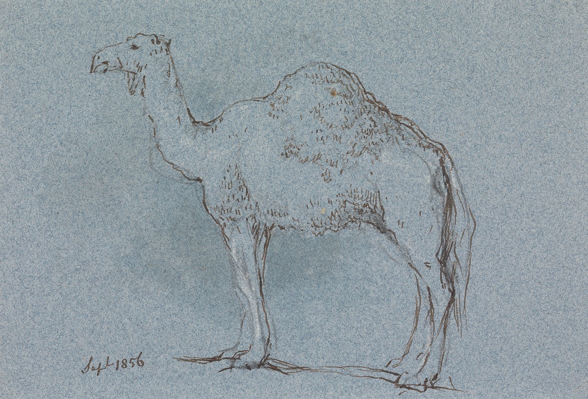 George Jones - A Camel, Facing Left, Sept. 1856