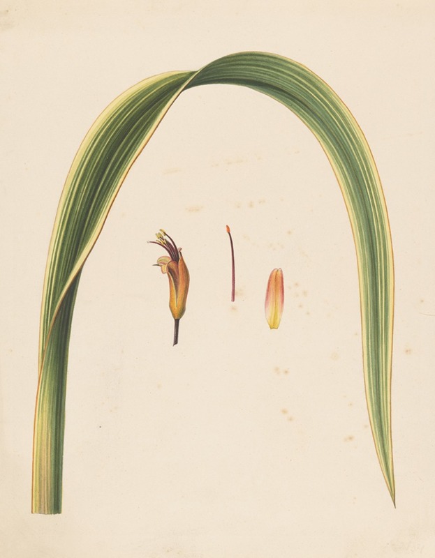 Abraham Jacobus Wendel - Studie van een blad en een bloem