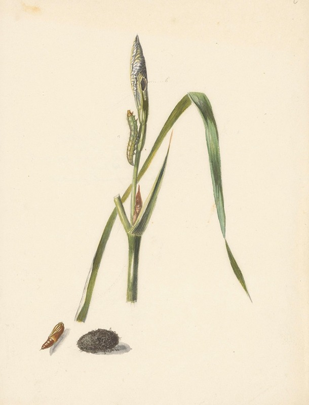 Albertus Steenbergen - Studie van Iris met rups, eronder een cocon en ingesponnen rups