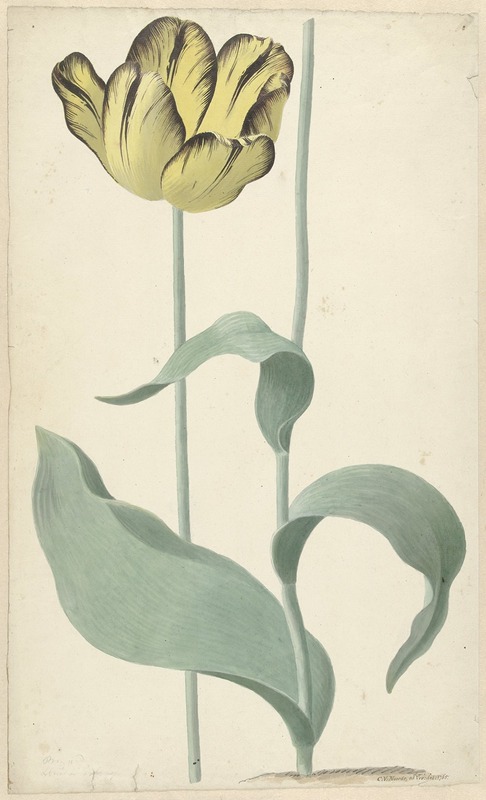 Cornelis van Noorde - De tulp Bizard Louis d’Effroy