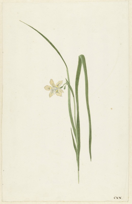 Cornelis van Noorde - Iris