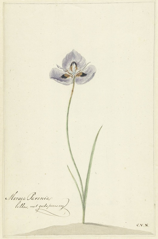 Cornelis van Noorde - Iris