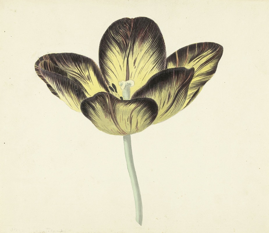 Cornelis van Noorde - Tulp genaamd Bizard Egiptienne