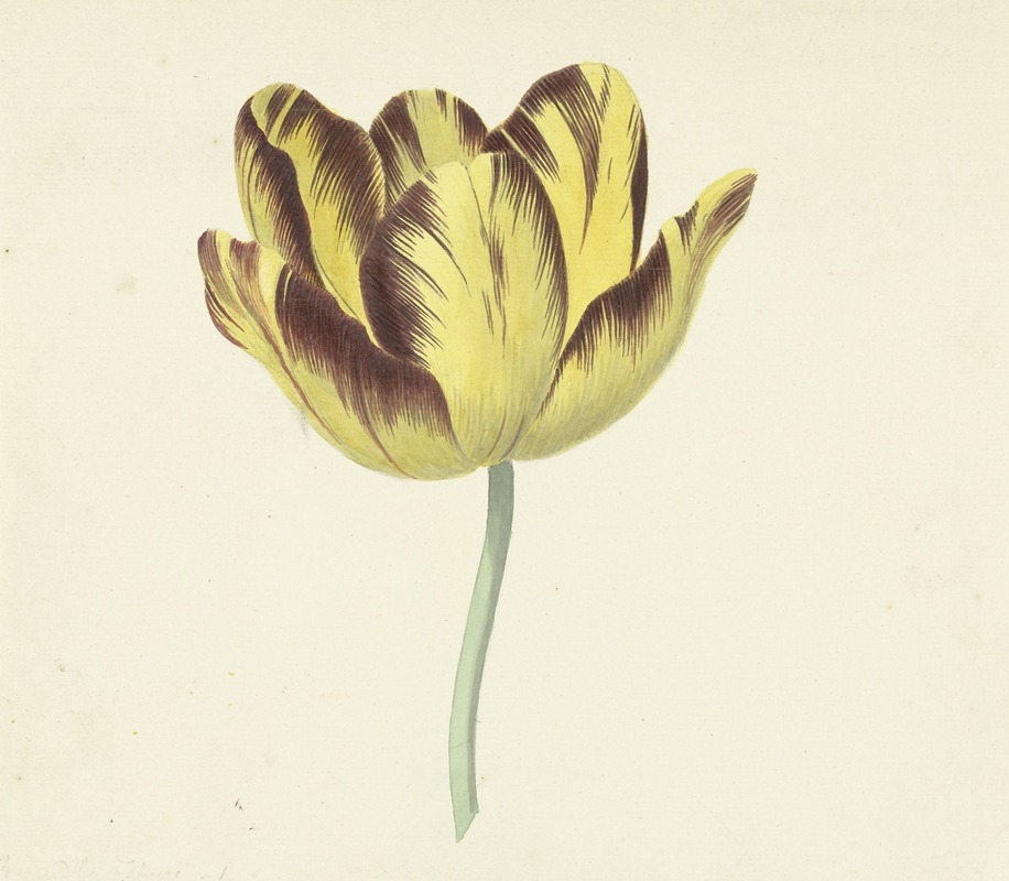Cornelis van Noorde - Tulp genaamd Bizard Le Febure No. 1