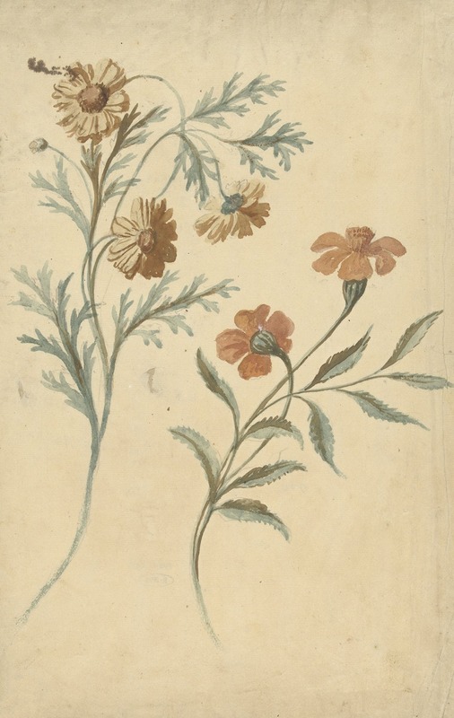 Elias van Nijmegen - Bloemstudie van een rode en een bruine bloem
