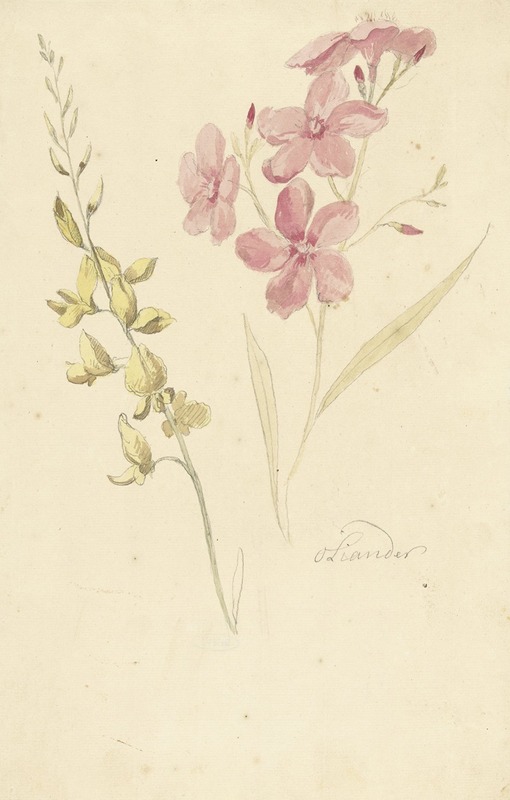 Elias van Nijmegen - Oleander en brem