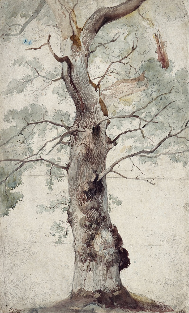 Caspar Scheuren - Study of a Tree