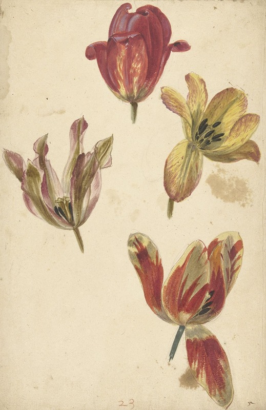 Elias van Nijmegen - Studies of Four Tulips