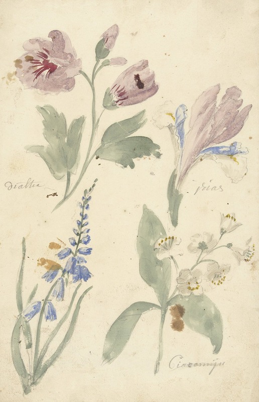 Elias van Nijmegen - Studies van bloemen waaronder een iris