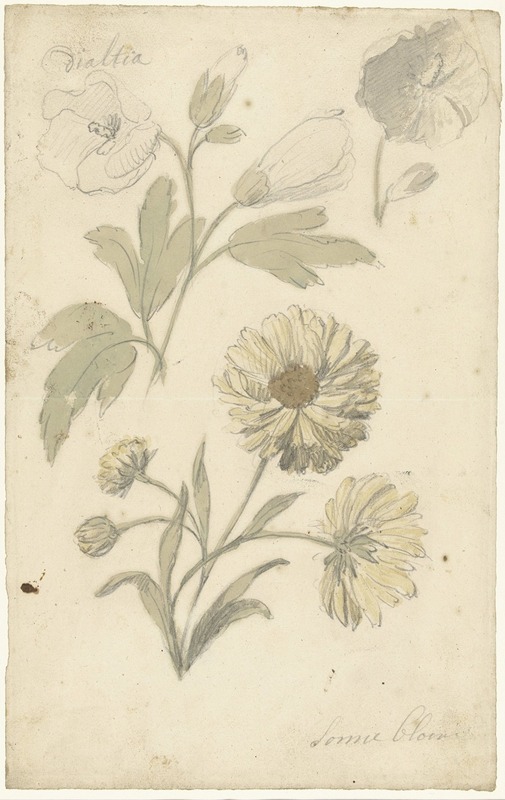 Elias van Nijmegen - Studies van zonnebloemen en dialtia