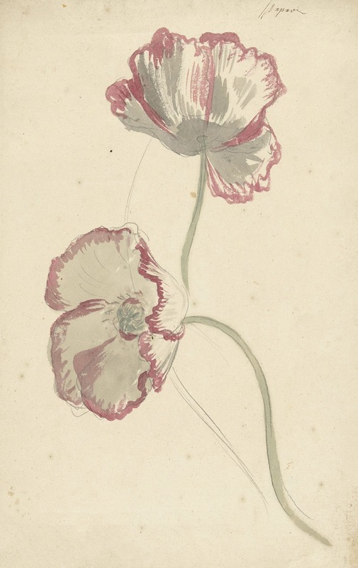 Elias van Nijmegen - Two Studies of a Poppy