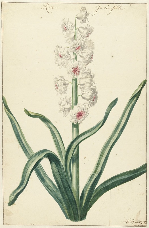 Hendrik Budde - Witte hyacint