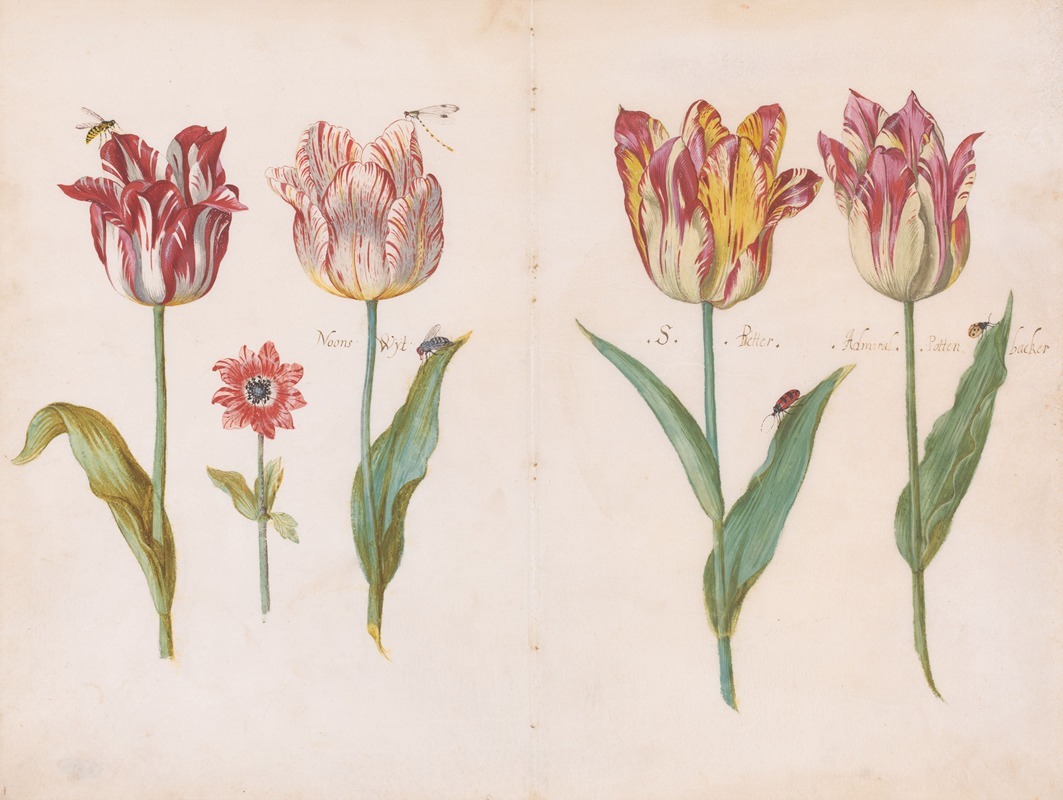 Jacob Marrel - Sheet from a Tulip Book