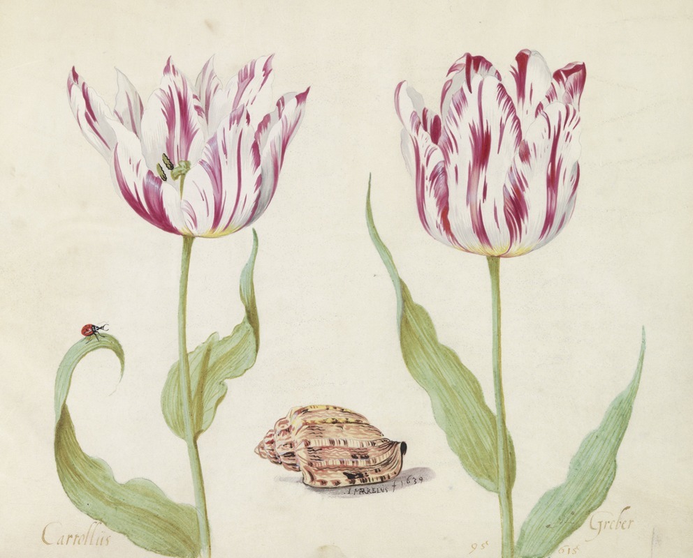 Jacob Marrel - Twee tulpen met schelp en lieveheersbeestje