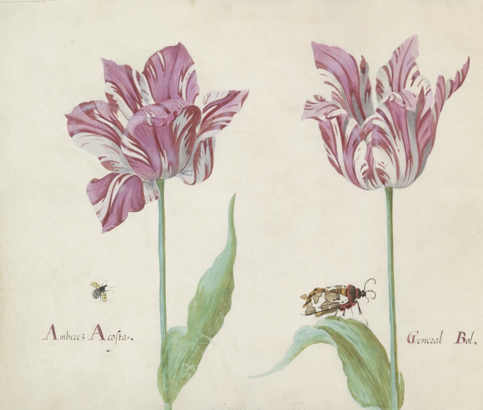 Jacob Marrel - Twee tulpen met vliegende kever en beervlinder