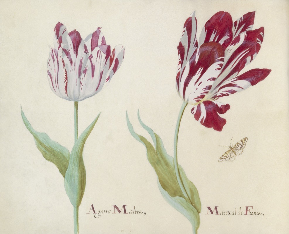 Jacob Marrel - Twee tulpen met vlinder.
