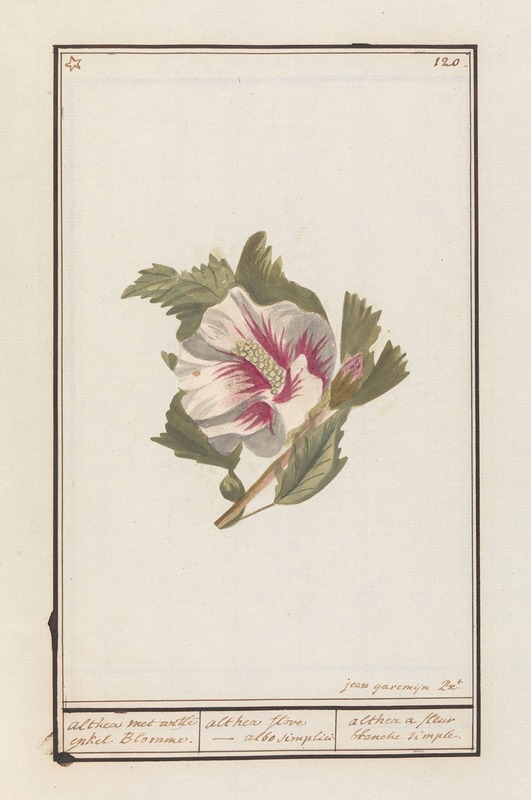 Jan Anton Garemyn - Hibiscus (Hibiscus syriacus)