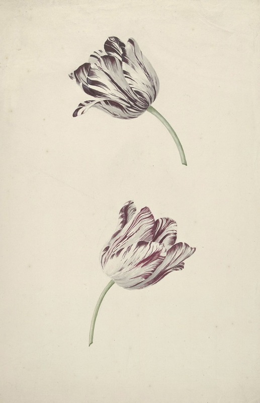 Jan Laurensz. van der Vinne - Two Red-and-white Tulips