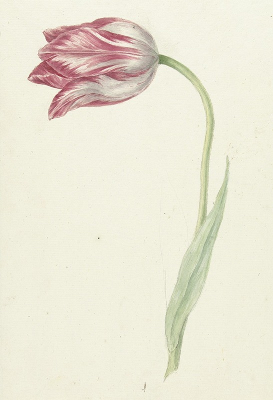 Jean Bernard - Pink Tulip