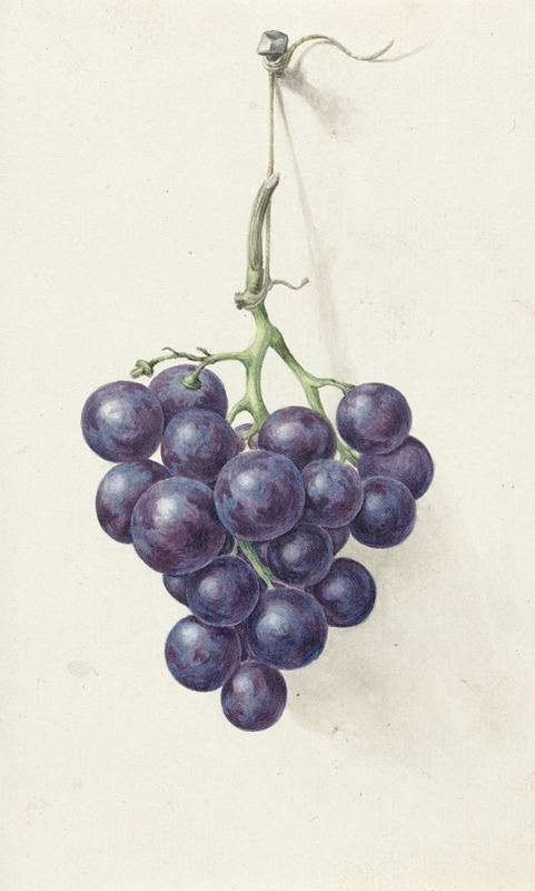 Jean Bernard - Tros blauwe druiven