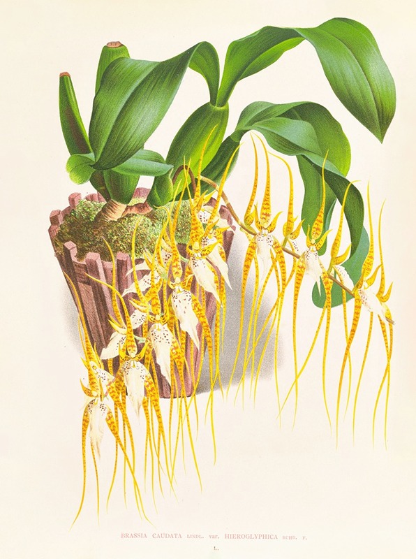 Jean Jules Linden - Brassia caudata