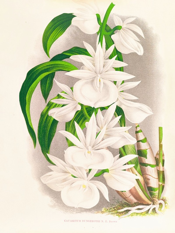 Jean Jules Linden - Catasetum bungerothi