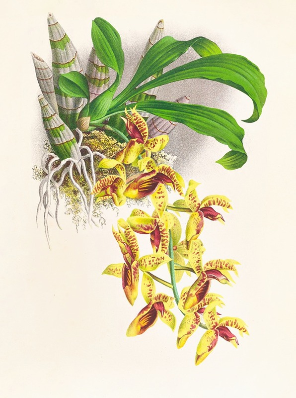 Jean Jules Linden - Catasetum galeritum